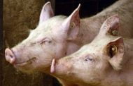 15 porci confiscaţi  de DSV Argeş