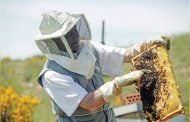 85 milioane de euro investiți în sectorul apicol