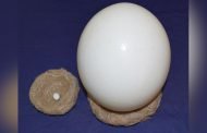 Cel mai mare ou, exponatul lunii la Muzeul Județean