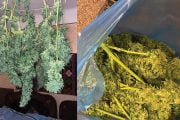 Bucureșteni plantatori de cannabis, la Lerești!
