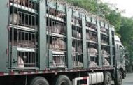 Transportul de animale suspendat pe caniculă