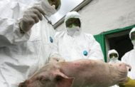 Au mai rămas 4 focare active de pestă porcină în Argeș