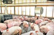 Focarele de pestă porcină închise în Argeș