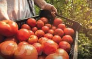 Fermierii argeșeni primesc 3000 E, prin programul Tomata