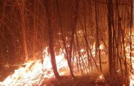 Au ars zeci de hectare de pădure la Bogați!