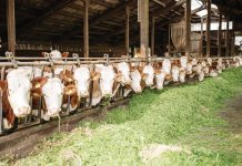 Argeșul, ferit de bolile răspândite la animale